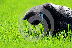 Cat looks at the ground in the grass