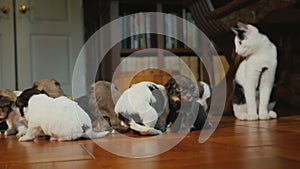 A cat looks at a group of small puppies playing on the floor in the house