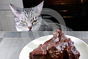 Cat looks irritably over at food. The pet is angry at a piece of fried meat. Grey cat peers into BBQ beef. Cooked meat on white