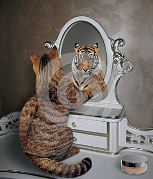 Cat looks in mirror 3