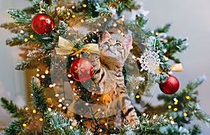 The cat looks out from the branches of a decorated Christmas tree