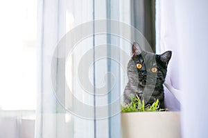 Cat looks out hiding, surprise, hunting sunlight