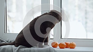 A cat looks out of a slightly open window, sitting on a cozy windowsill on a winter day