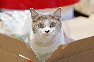 Cat looks out surprised from a packaging board