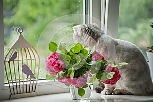 A cat looks out the window and a bouquet of flowers on the windowsill.