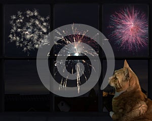 Cat looks out the window and watching the fireworks