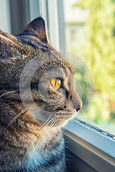 Cat looks outside from the window