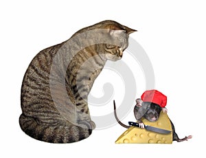 Cat looks at rat cutting cheese