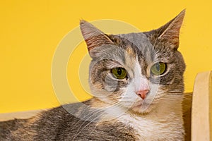 the cat looks surprised lying on a wooden shelf, the pet, the cat is resting on the sh