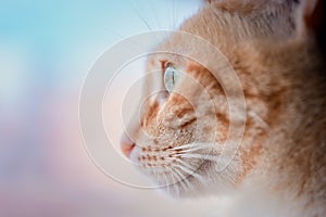 Cat looks through the window. macro lens. Bokeh