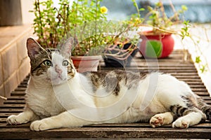 A cat on a lounger.