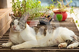 A cat on a lounger.