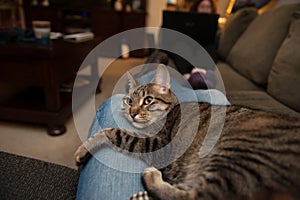 Cat lounges on blue jean lap