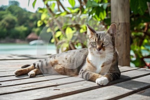 Cat lounges peacefully on hot summer day in idyllic setting