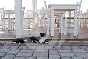 Cat Lounging by Outdoor Dining Area