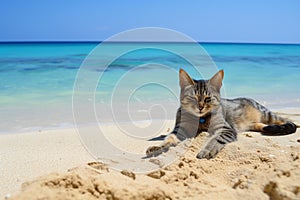 cat lounging on sandy beach with blue sea in the background