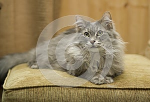 Cat lounging on a soft tan cushion.