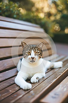 A cat lounging on a wooden bench surrounded by greenery, exuding a sense of calm and relaxation. Concept: leisurely demeanor of