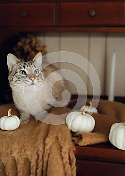 Cat lovecat autumn sweet home
