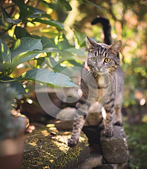 Cat lurking in the back yard