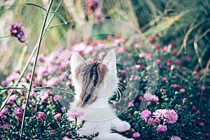 Cat lurking behing in the garden, back view