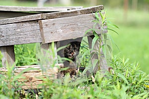 Cat lurking under a wooden stool