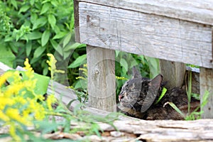 Cat lurking under a wooden stool