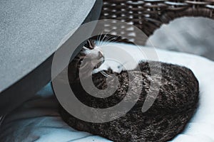 Cat lying on armchair