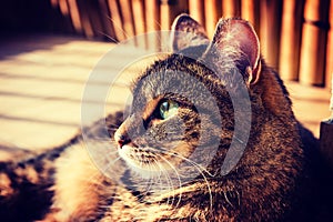 Cat lying on a balcony, posing to a photo. Vignette, high contrast photo