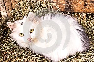 Cat lying in basket with hay.