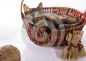 The cat is lying in a basket