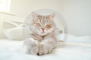 Cat lying on the bed