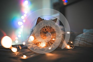 Cat lying on a bed in beautiful bokeh. Fluffy beautiful cat lays on a bed on the background of Christmas lights