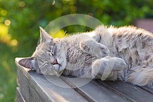 Cat lying on bench in backlight at sunset