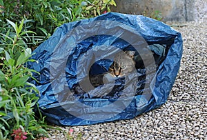 A cat is lying in a blue garbage bag