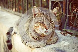 Cat Lying on Border at Summer in Greece