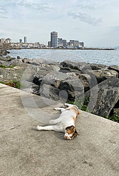 Cat is lying at Bosphorus shore