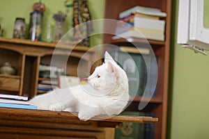 Cat lying on the bureau