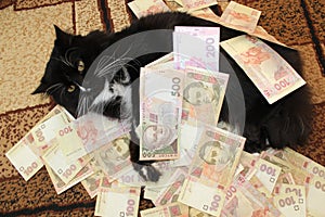 Cat lying on the carpet with Ukrainian money