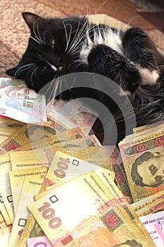 Cat lying on the carpet with Ukrainian money