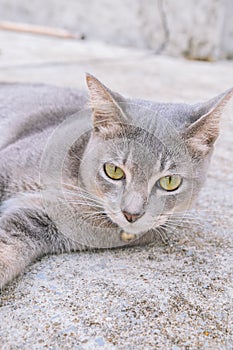 Cat lying on cement floor, selective focus