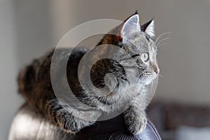 Cat lying on a chair