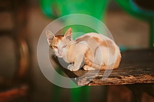 Cat lying on a chair Goa Asia.