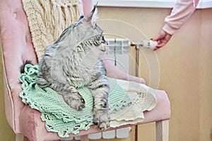 Cat lying on chair near heating radiator, woman regulating temperature