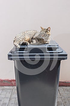 Cat lying on a closed trash can