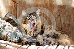 Cat lying on the couch and yawning