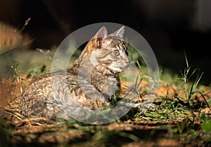 cat lying down feline resting sunbathing