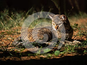 cat lying down feline resting sunbathing