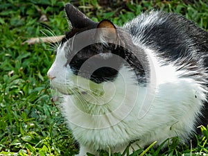 Cat lying down on the grass