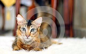 Cat lying down and loking